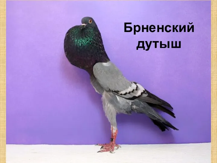 Брненский дутыш