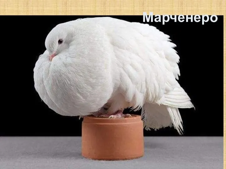 Марченеро