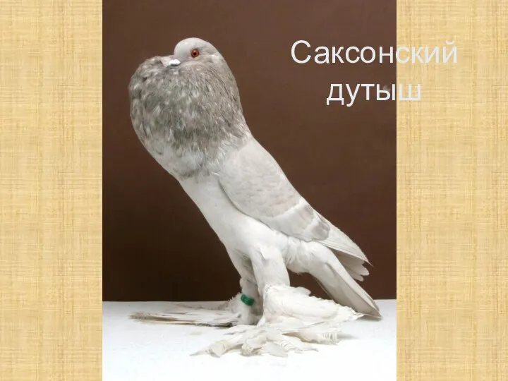 Саксонский дутыш