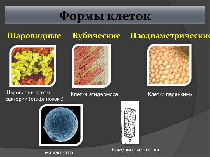 Формы клеток Шаровидные Кубические Изодиаметрические Шаровидны клетки бактерий (стафилококк) Яйцеклетка Клетки эпидермиса Клетки паренхимы Каменистые клетки