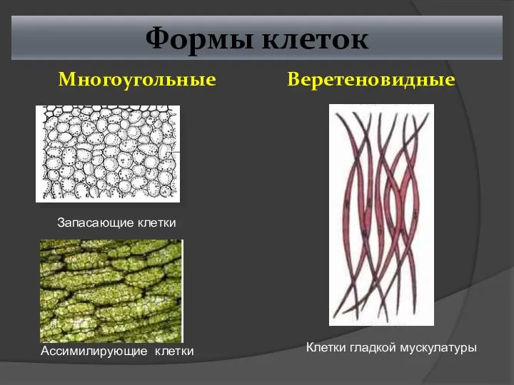 Формы клеток Многоугольные Веретеновидные Запасающие клетки Ассимилирующие клетки Клетки гладкой мускулатуры