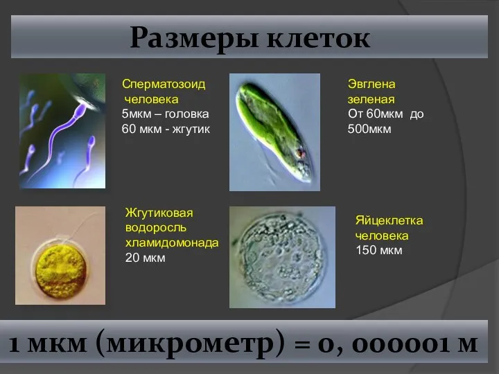 Размеры клеток Сперматозоид человека 5мкм – головка 60 мкм - жгутик Жгутиковая