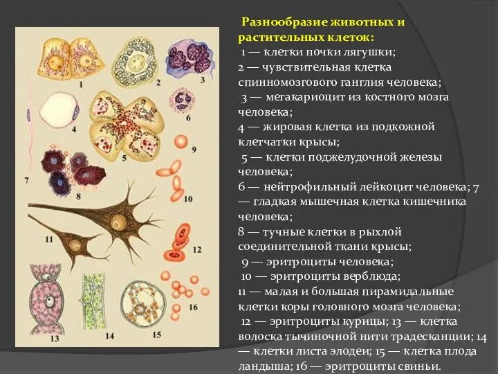 Разнообразие животных и растительных клеток: 1 — клетки почки лягушки; 2 —