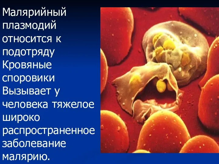 Малярийный плазмодий относится к подотряду Кровяные споровики Вызывает у человека тяжелое широко распространенное заболевание малярию.