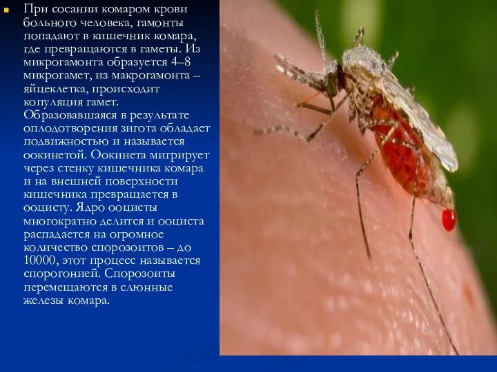 При сосании комаром крови больного человека, гамонты попадают в кишечник комара, где