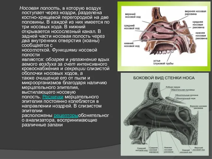 Носовая полость, в которую воздух поступает через ноздри, разделена костно-хрящевой перегородкой на