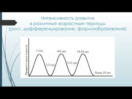 Интенсивность развития в различные возрастные периоды (рост, дифференцирование, формообразование)