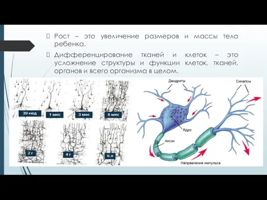 Рост – это увеличение размеров и массы тела ребенка. Дифференцирование тканей и