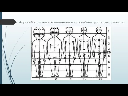 Формообразование – это изменение пропорций тела растущего организма.