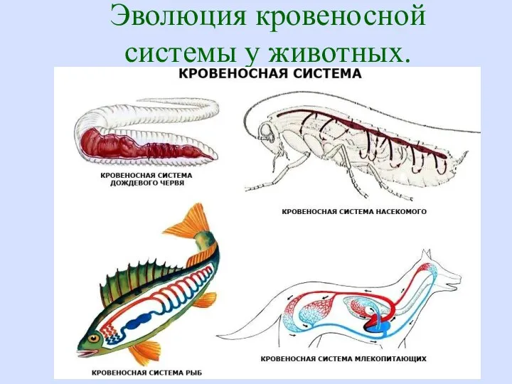 Эволюция кровеносной системы у животных.