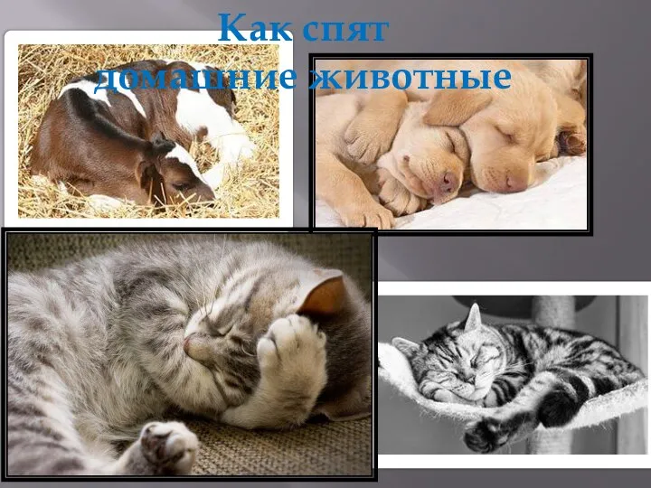 Как спят домашние животные