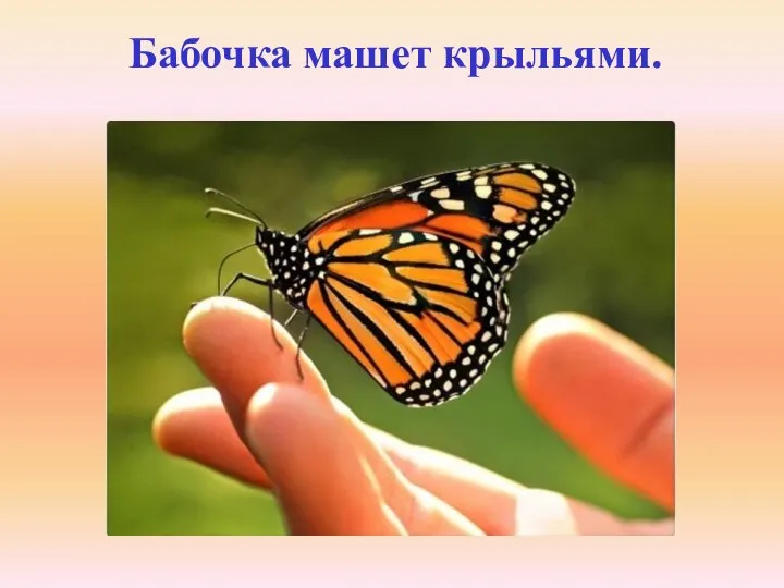 Бабочка машет крыльями.