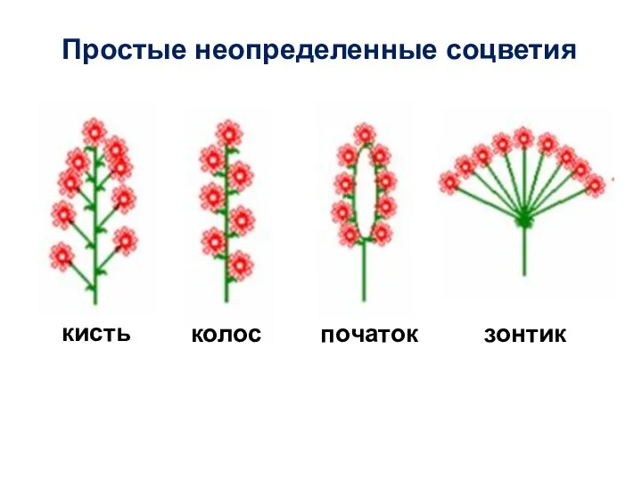 Простые неопределенные соцветия