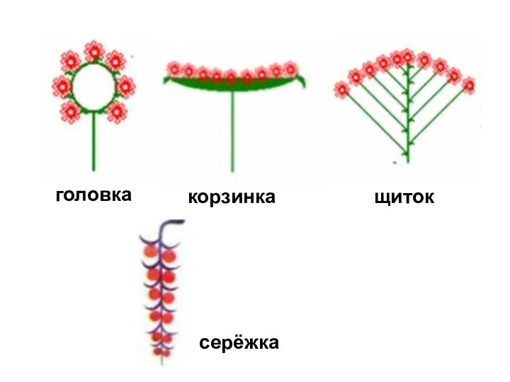 серёжка