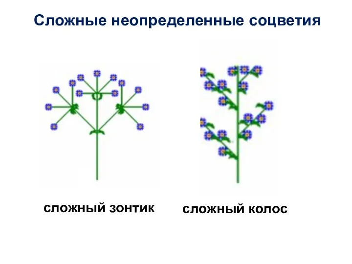 Сложные неопределенные соцветия сложный зонтик сложный колос