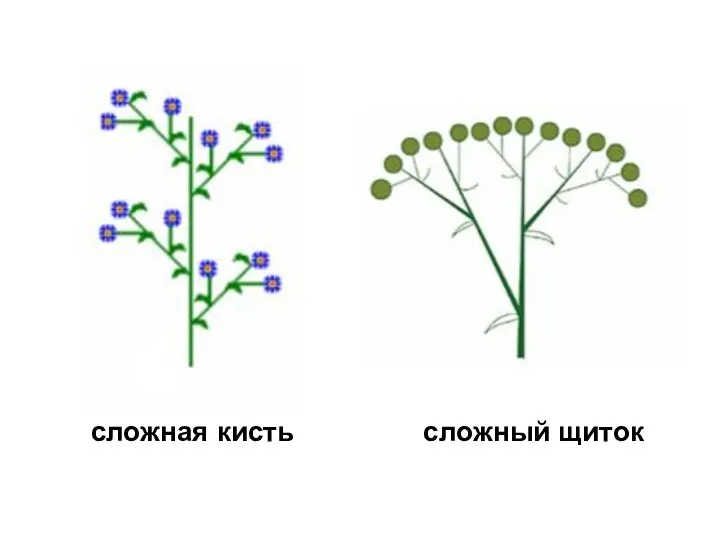 сложная кисть сложный щиток