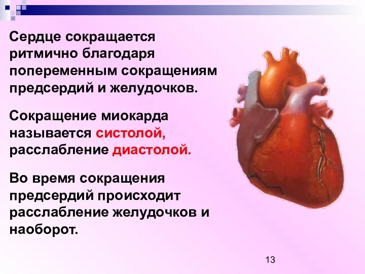 Сердце сокращается ритмично благодаря попеременным сокращениям предсердий и желудочков. Сокращение миокарда называется