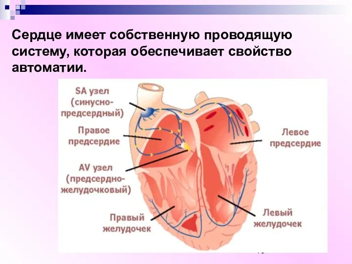 Сердце имеет собственную проводящую систему, которая обеспечивает свойство автоматии.