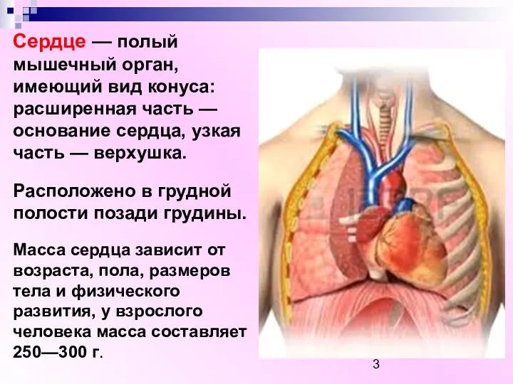 Сердце — полый мышечный орган, имеющий вид конуса: расширенная часть — основание