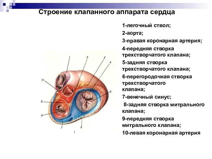 Строение клапанного аппарата сердца 1-легочный ствол; 2-аорта; 3-правая коронарная артерия; 4-передняя створка
