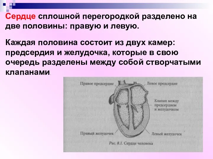 Сердце сплошной перегородкой разделено на две половины: правую и левую. Каждая половина
