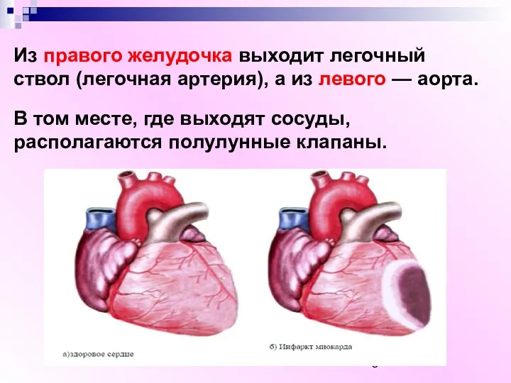 Из правого желудочка выходит легочный ствол (легочная артерия), а из левого —