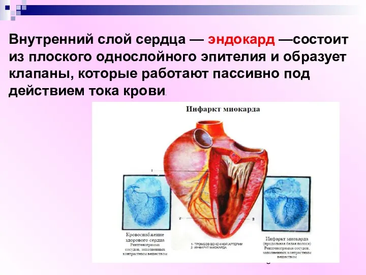 Внутренний слой сердца — эндокард —состоит из плоского однослойного эпителия и образует