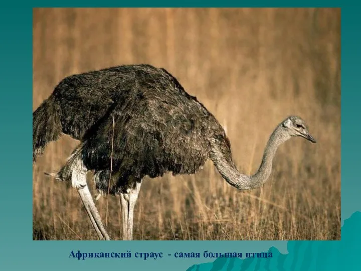 Африканский страус - самая большая птица