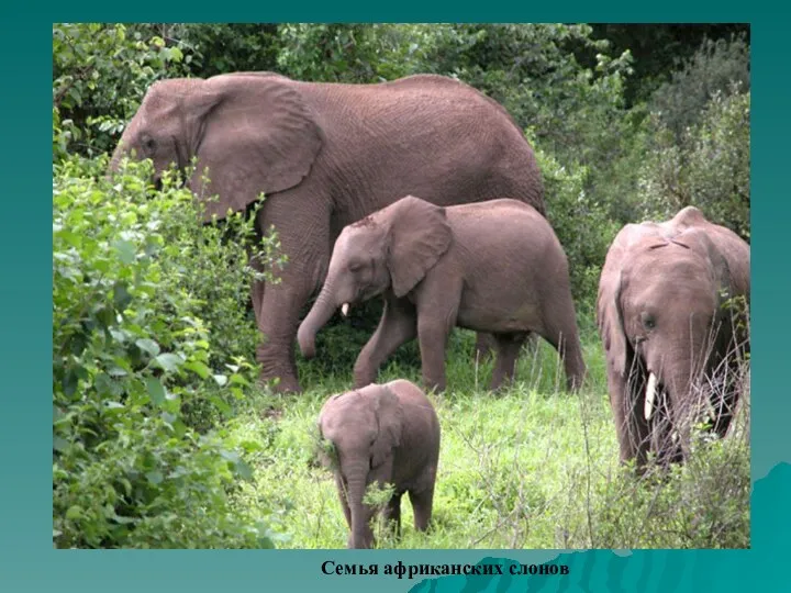 Семья африканских слонов