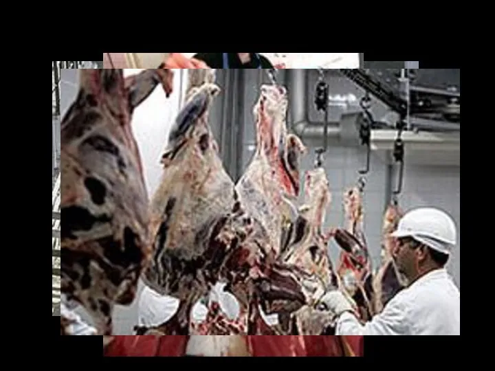 Аргентина – мировая фабрика мяса