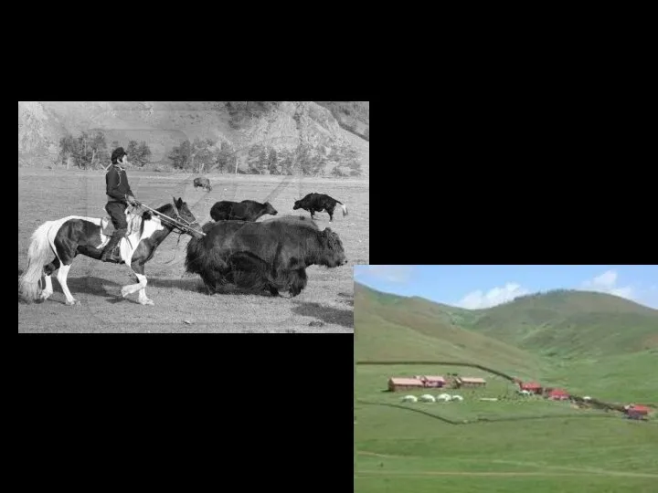 Монголия – кочевое животноводство
