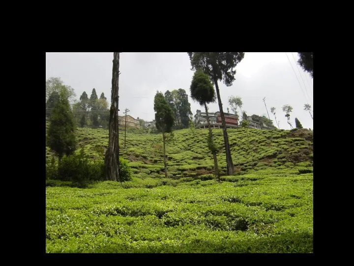 Сбор чай в Индии