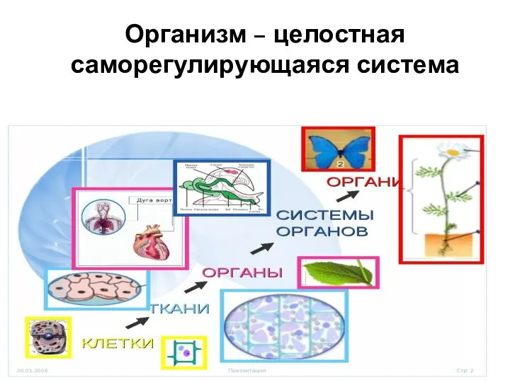 Организм – целостная саморегулирующаяся система