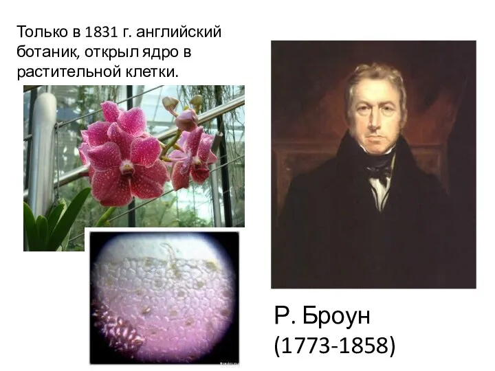 Только в 1831 г. английский ботаник, открыл ядро в растительной клетки. Р. Броун (1773-1858)