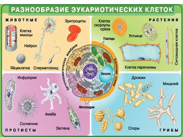 Какие бывают организмы по строению? а) неклеточного (вирусы) б) клеточного строения (бактерии,