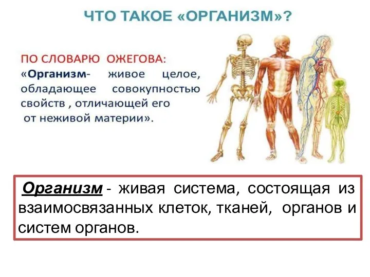 Организм - живая система, состоящая из взаимосвязанных клеток, тканей, органов и систем органов.