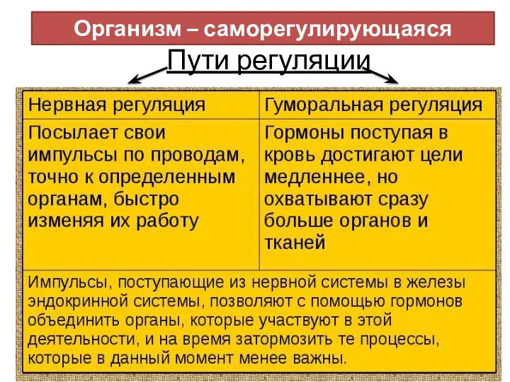 Организм – саморегулирующаяся система Пути регуляции