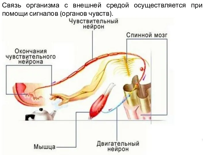 Связь организма с внешней средой осуществляется при помощи сигналов (органов чувств). Сигналы