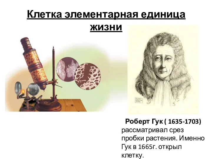 Клетка элементарная единица жизни Роберт Гук ( 1635-1703) рассматривал срез пробки растения.