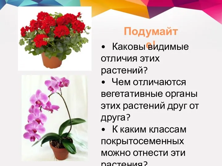 Подумайте! • Каковы видимые отличия этих растений? • Чем отличаются вегетативные органы
