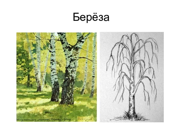 Берёза