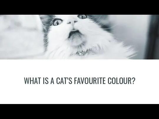 WHAT IS A CAT’S FAVOURITE COLOUR?