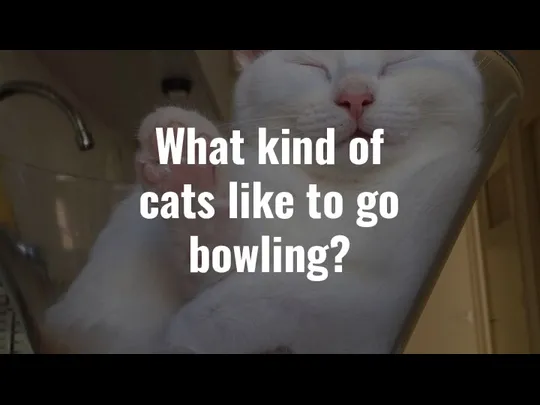 What kind of cats like to go bowling?