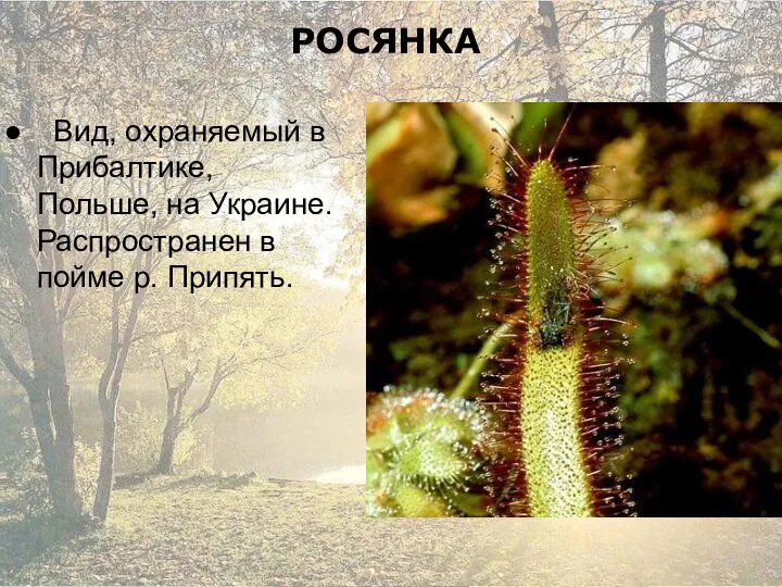 РОСЯНКА Вид, охраняемый в Прибалтике, Польше, на Украине. Распространен в пойме р. Припять.