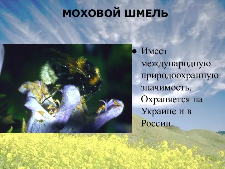 МОХОВОЙ ШМЕЛЬ Имеет международную природоохранную значимость. Охраняется на Украине и в России.