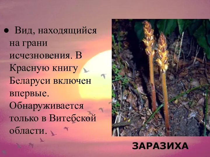 ЗАРАЗИХА Вид, находящийся на грани исчезновения. В Красную книгу Беларуси включен впервые.