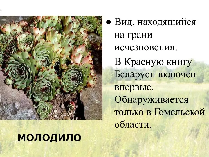 МОЛОДИЛО Вид, находящийся на грани исчезновения. В Красную книгу Беларуси включен впервые.