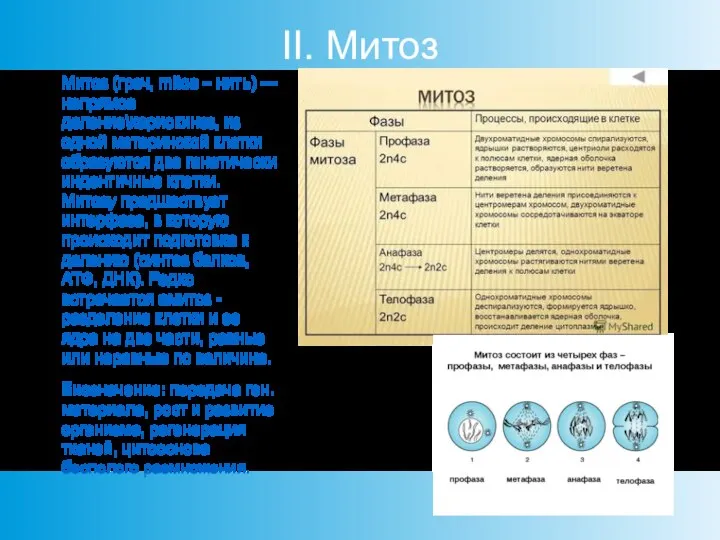 II. Митоз Митоз (греч, mitos – нить) — непрямое деление\кариокинез, из одной