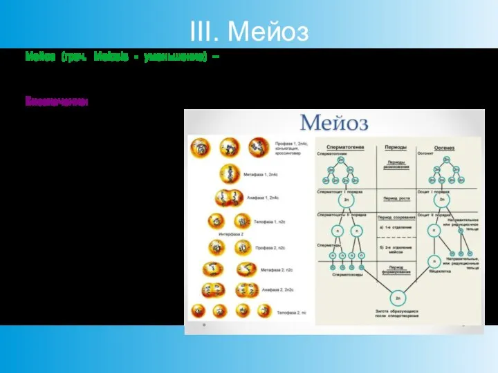 III. Мейоз Мейоз (греч. Meiosis - уменьшение) – из одной диплоидной клетки