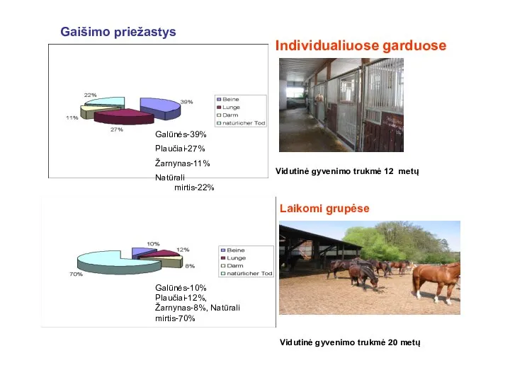 Individualiuose garduose Vidutinė gyvenimo trukmė 12 metų Laikomi grupėse Vidutinė gyvenimo trukmė